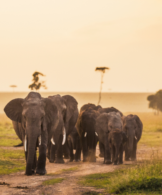 Coorg & Wayanad Tour |  Mangalore - Coorg - Kuruvadweep Island - Wayanad